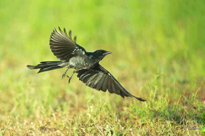 野鸭湖的黑衣舞者