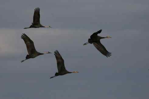 [组图]迁徙中的白头鹤