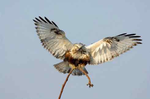 毛脚鵟休息一下