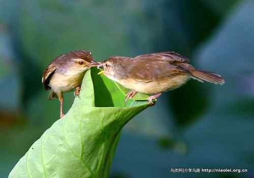 95张鸟儿嬉戏精品图集