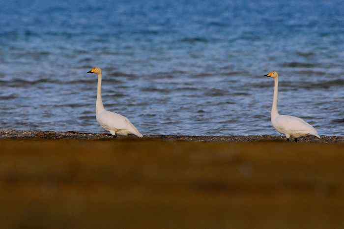 巴音布鲁克大天鹅的繁殖 巴音布鲁克大天鹅的繁殖