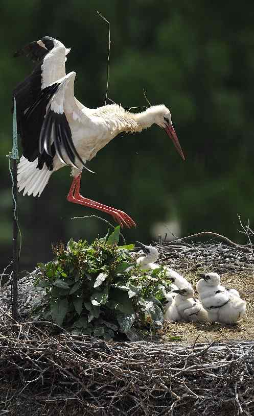 捷克最古老的鸟窝