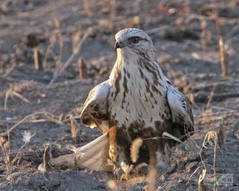 捕鼠的猛禽——看看他们的嘴