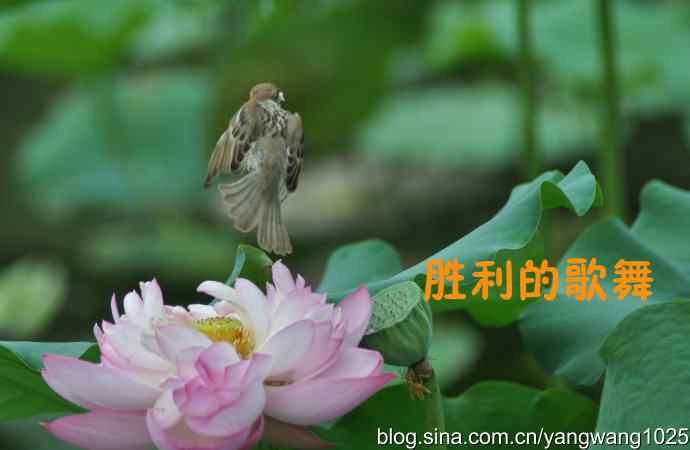 领地的和平与战争