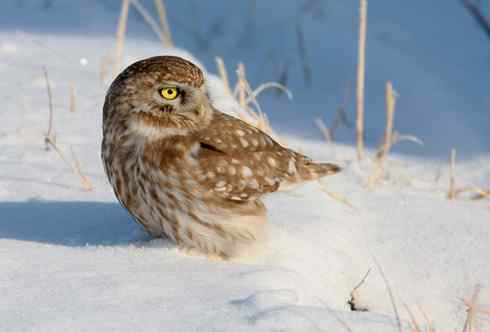 纵纹腹小鸮 VS 猛鸮