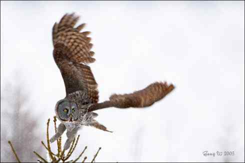 图说乌林鸮的消音器