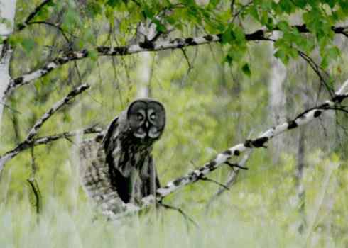 枯树桩子般的乌林枭