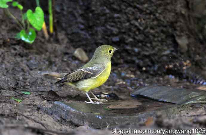 雌性绿背姬鶲（10）
