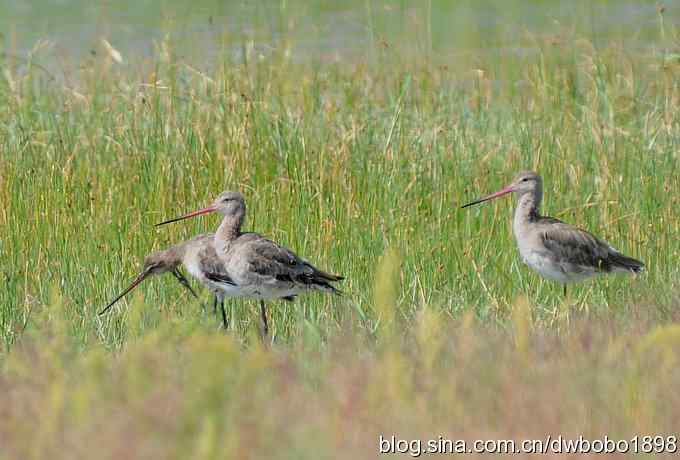 黑尾塍鹬鈥斺斈诿晒勰裥校ㄈ