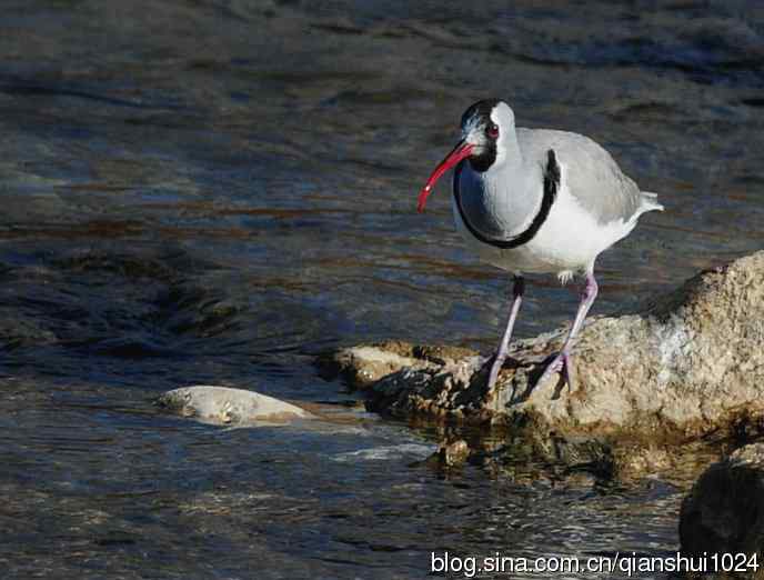 再遇鹮嘴.喜出望外