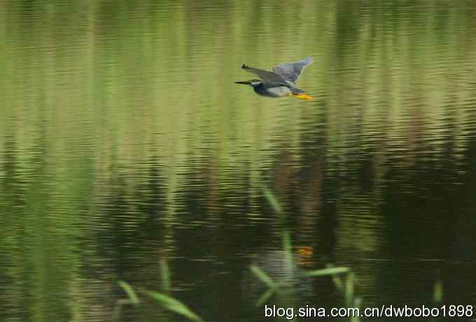 冒酷暑寻拍绿鹭 wbr长途奔袭古北口