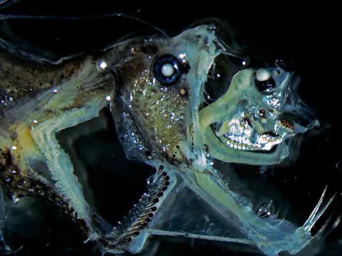 鱼类活化石：帆蜥鱼