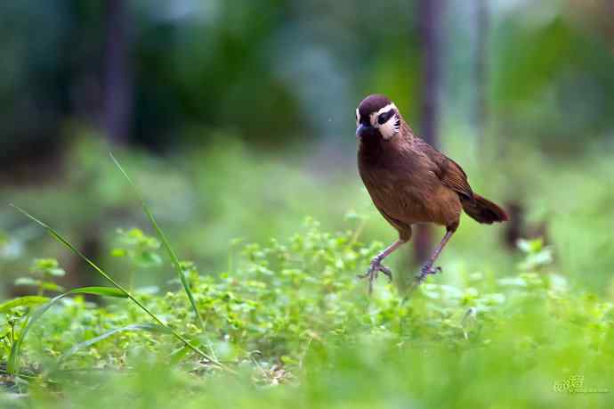 轻寒薄暖，再上川西