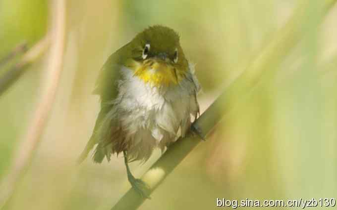 第一次遇到绣眼鸟(组图) 第一次遇到绣眼鸟(组图)