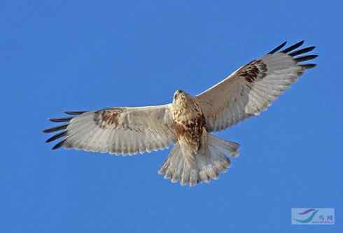 鵟的百变羽色——浅棕型