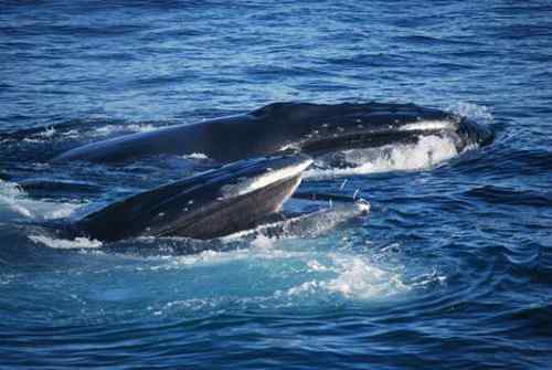 无畏的海鸥 与驼背鲸抢食