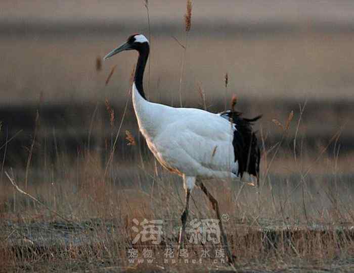 世界著名鸟类——鹤形目