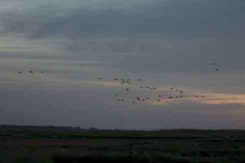 晚霞中的白头鹤