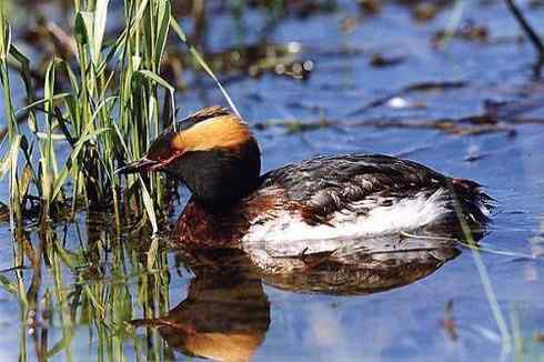 图说角鸊鷉和黑颈鸊鷉的区别