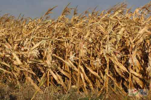 人鸟争食：白头鹤跟农民打游击战，凿食玉米