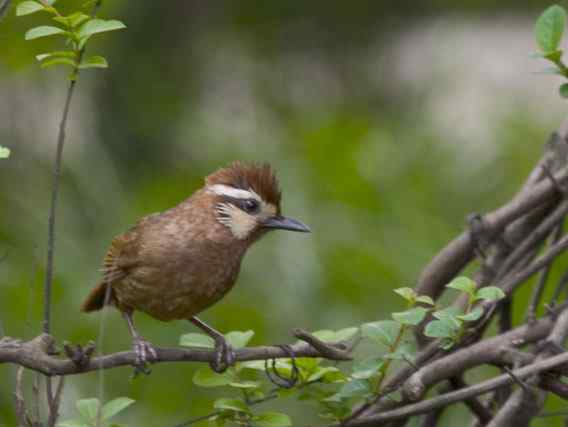 文殊院的白颊噪鹛 文殊院的白颊噪鹛