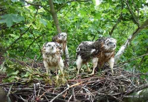 [组图]刚出生的小鸟