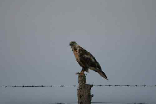 吃老鼠的益鸟——鵟