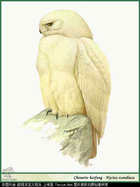 手绘画第5辑——猛禽和啄木鸟