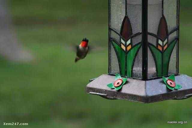 [组图]国外精致别致的鸟窝(40p)