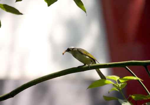 文殊院的白头鹎