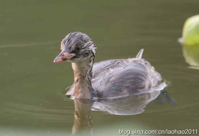 超可爱的小幼鸟
