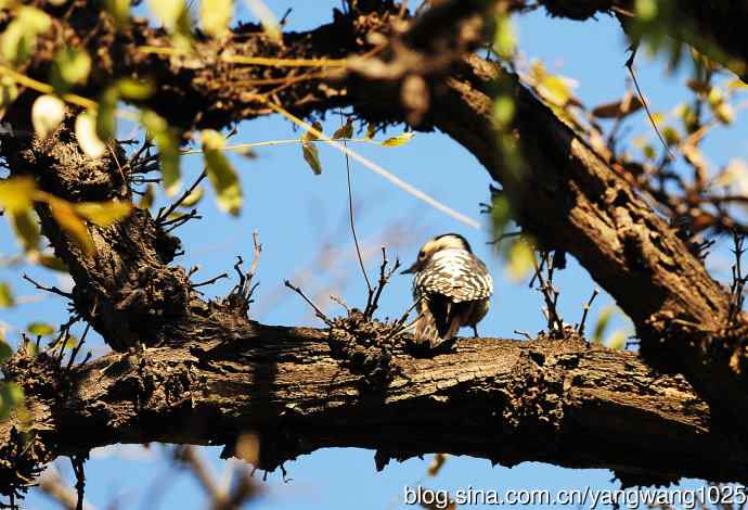 白背啄木鸟(记录版) 白背啄木鸟(记录版)