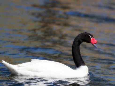奇特的盔：黑颈天鹅