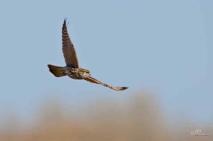 【野鸭湖的鸟】灰背隼