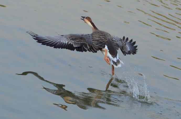 尼康V1微单相机开辟了鸟类拍摄的新天地
