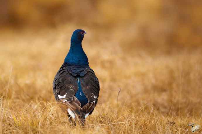 身上有雪粒的黑琴鸡 身上有雪粒的黑琴鸡