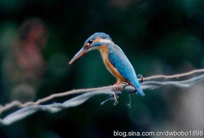 翠鸟欢鸣怀沙河