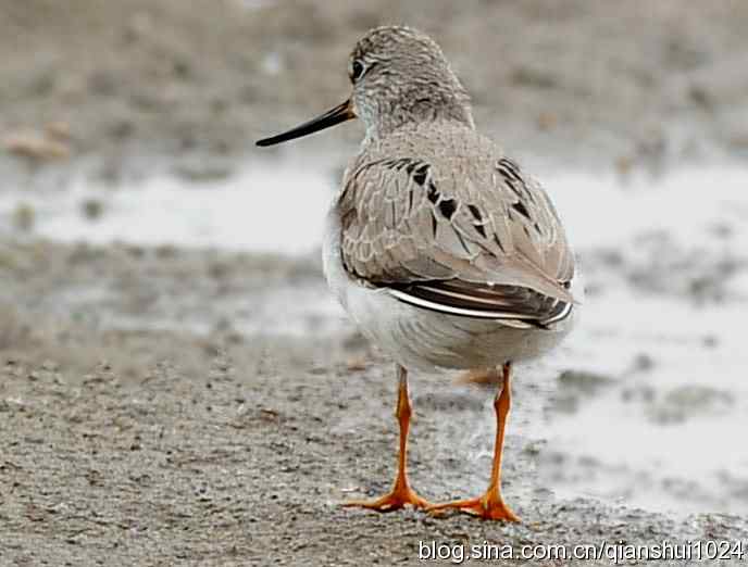 来去匆匆翘嘴鹬