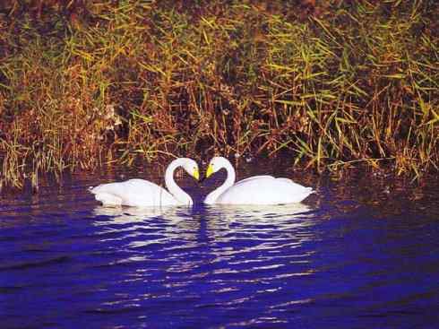 雁鸭之最之三 雁鸭之最之三