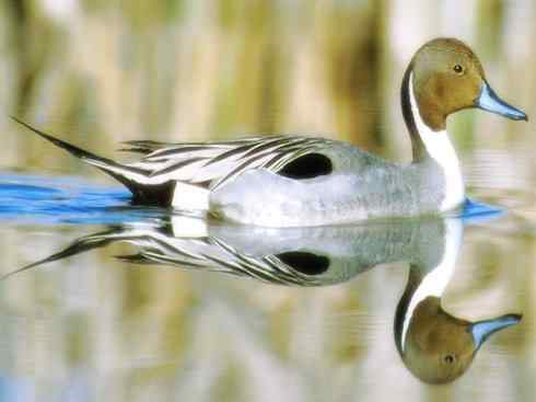 欣赏:美丽的钻水鸭5 欣赏:美丽的钻水鸭5