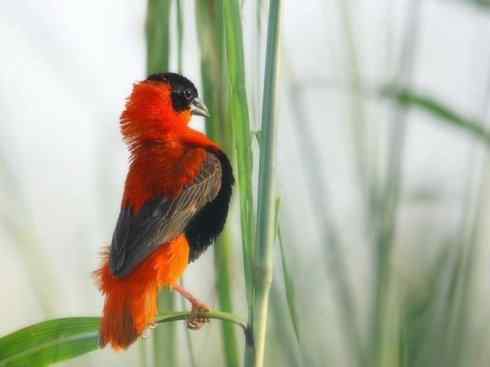 美丽无罪：雀鸟之寡妇鸟