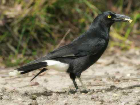 天生猎手：非猛禽类猎手之二（雀鸟也是屠夫——伯劳）