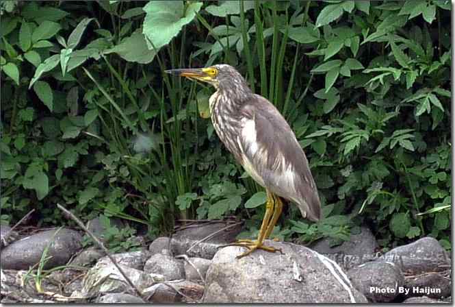  点击图片或使用键盘← →翻页