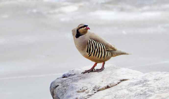 涧底有鸡鸣 wbr石上意踟躇