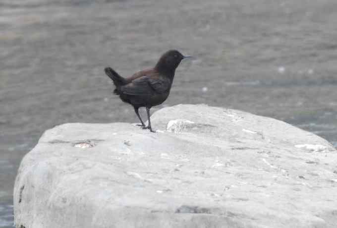 快乐打鸟 wbr wbr呼呼捏丫