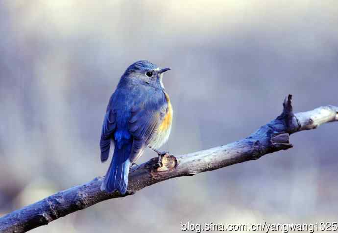 雄性红胁蓝尾鸲（3）