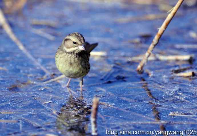 雌性灰头鹀（5）