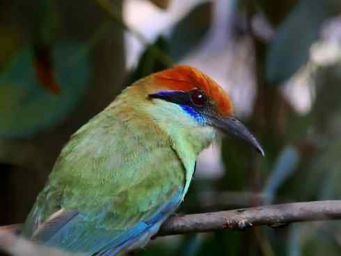 绝色攀禽：佛法僧目之翠鴗