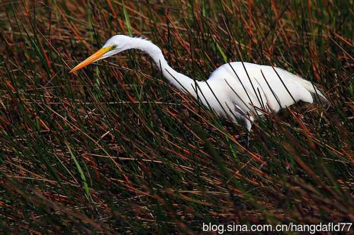 美国鸟类摄影——大白鷺(4)