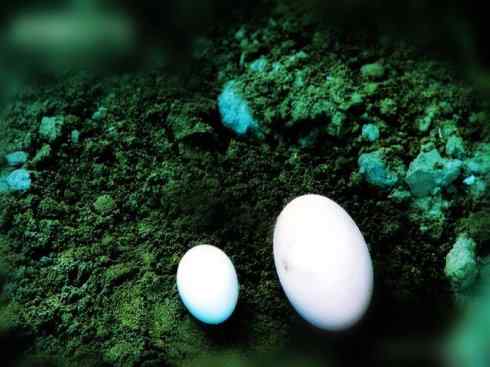 奇特的盔：苏拉冢雉